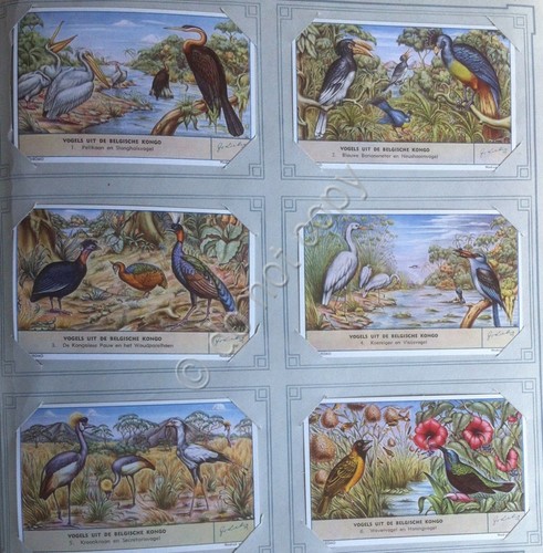 Figurine Liebig Olanda - S 1632 - Vogels uit de …