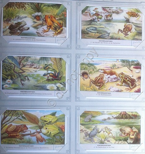 Figurine Liebig Olanda - S 1661 - Kikvorsachtigen - Batraci …