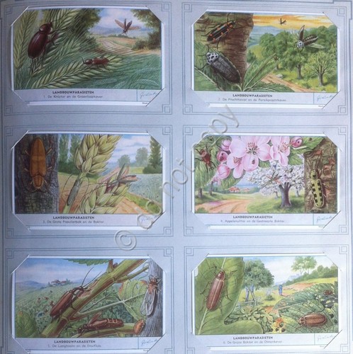 Figurine Liebig Olanda - S 1689 - Landbouwparasieten - I …