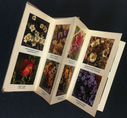 Fotografia - Fiori di Montagna - Pieghevole 24 pagine - …