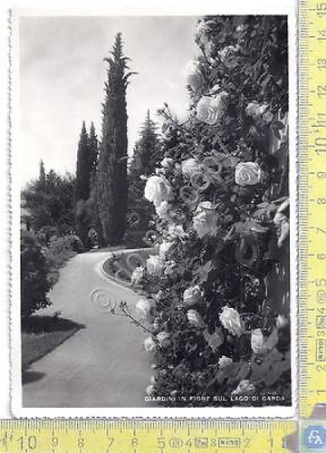 Lago di Garda - Fiori - Flowers - 1953