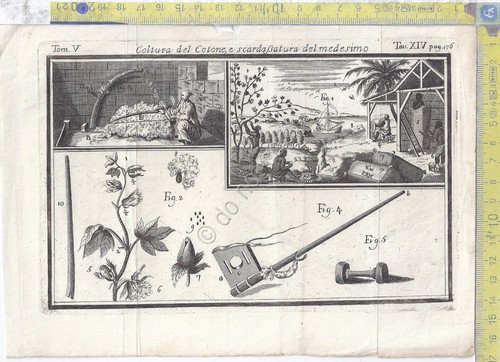 Litografia - Coltura del cotone e scardassatura - tav XIV …