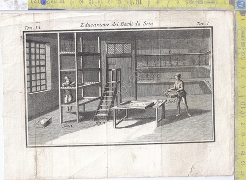 Litografia - Educazione dei bachi da seta - Tav I …