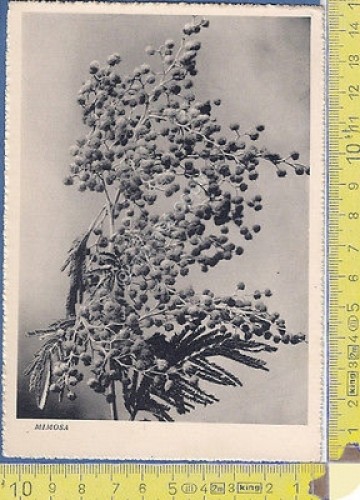 Natura - Mimosa - 1938 - Nature