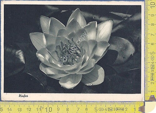 Natura - Ninfes - Waterlily - 1938 - Nature