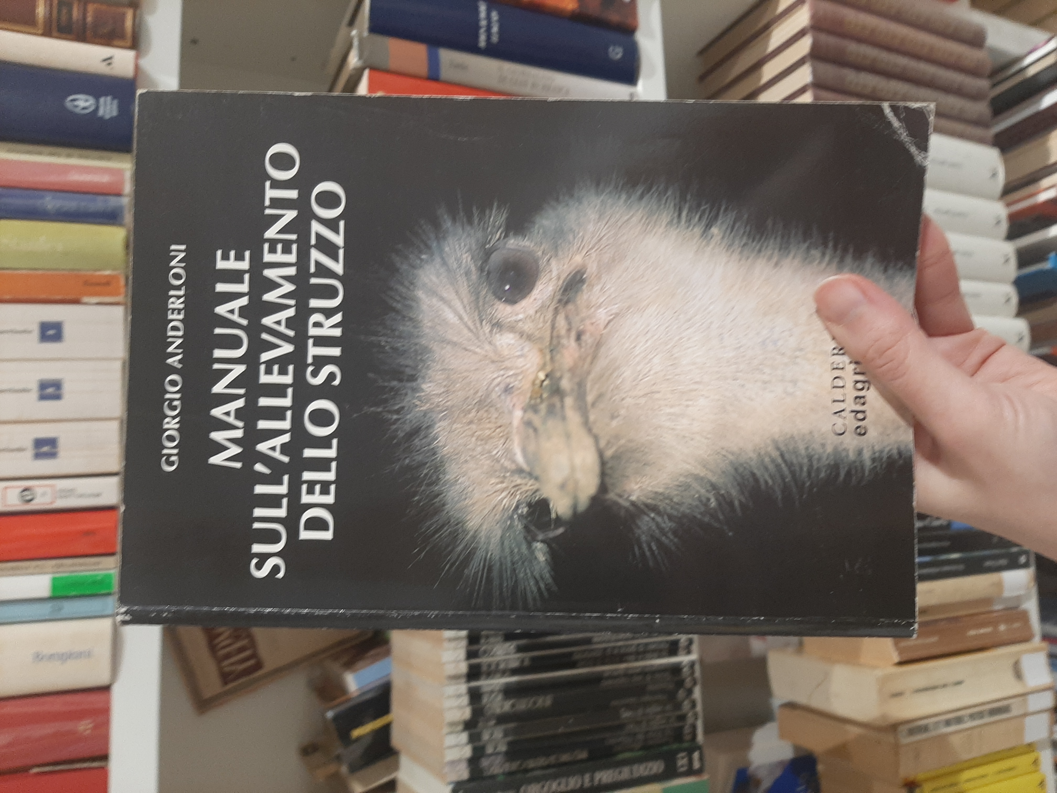Manuale sull'allevamento dello struzzo