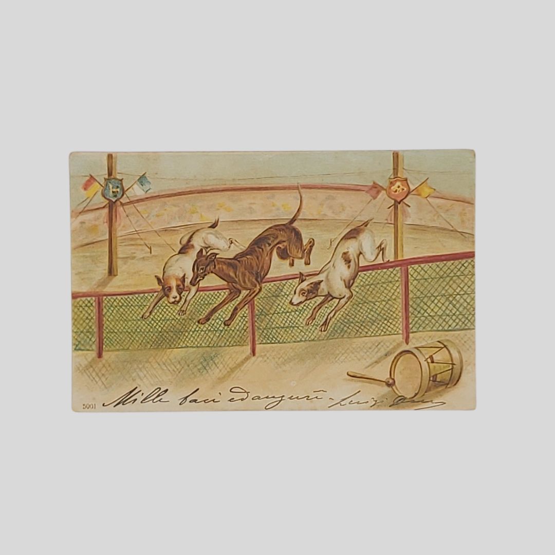 Cani levrieri al circo.