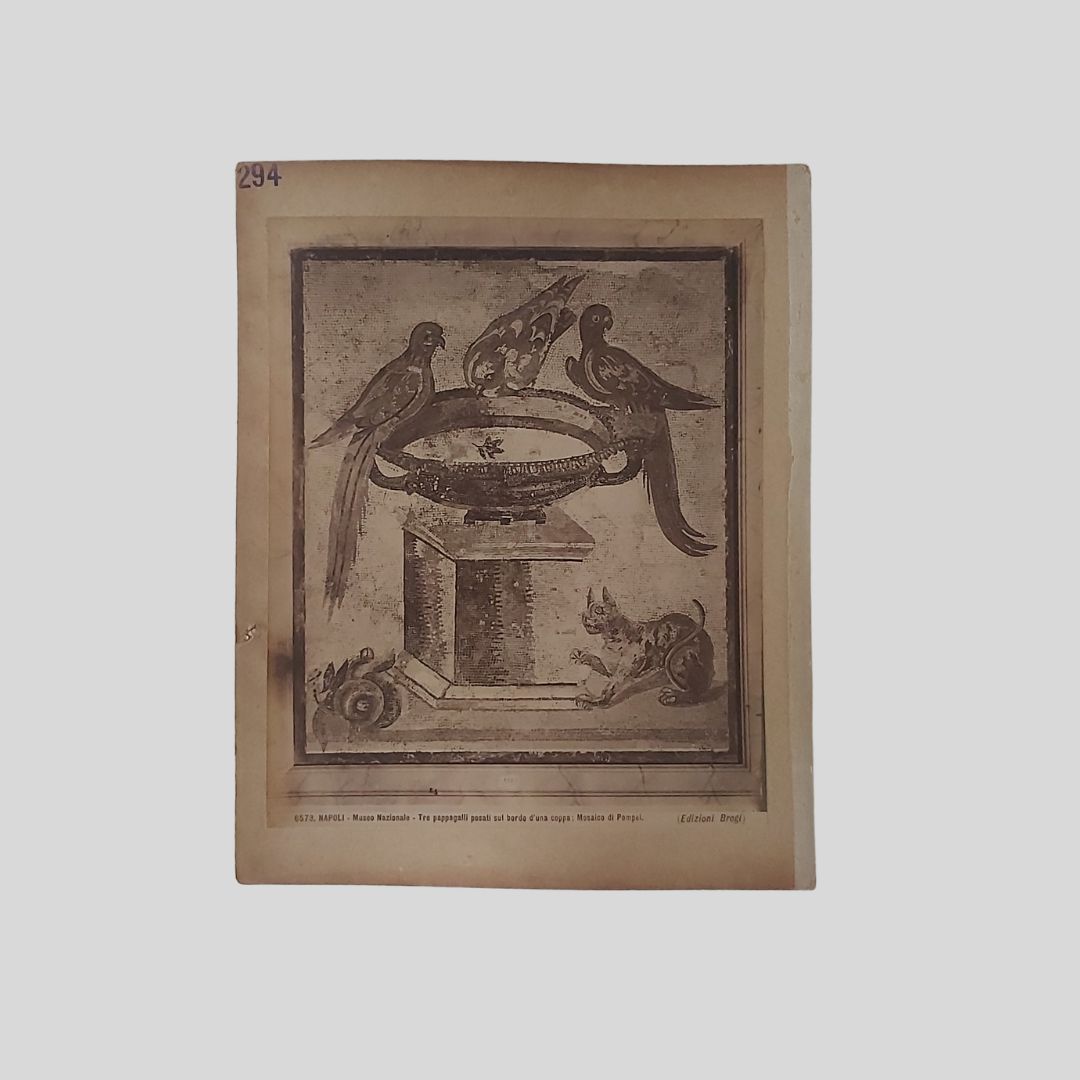 Pappagalli. Napoli Museo Nazionale. Edizioni Brogi.