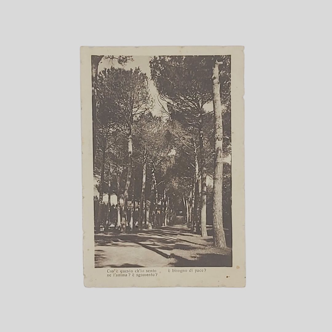 Versi, con viale alberato.