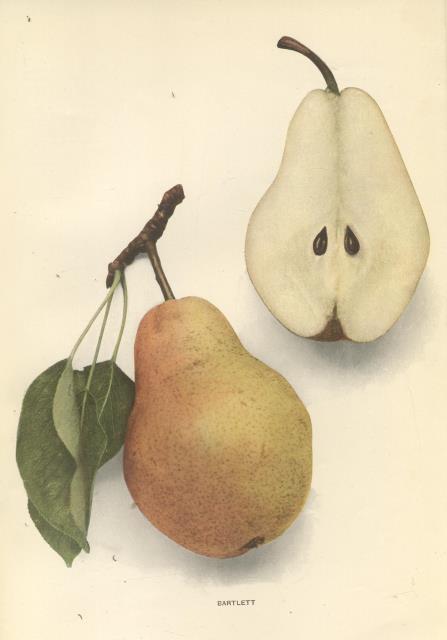 CYCLOPEDIA OF HARDY FRUITS.