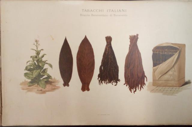 GUIDA AGRARIO - MERCEOLOGICA DEI TABACCHI GREGGI INDIGENI. Con tavole …