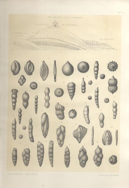 IL COLLE DEL QUIRINALE: SUA FLORA E FAUNA LACUSTRE E …