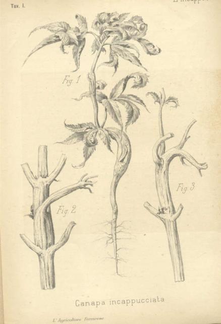 L'INCAPPUCCIAMENTO DELLA CANAPA. Nuovo contributo alla Patologia della canapa.