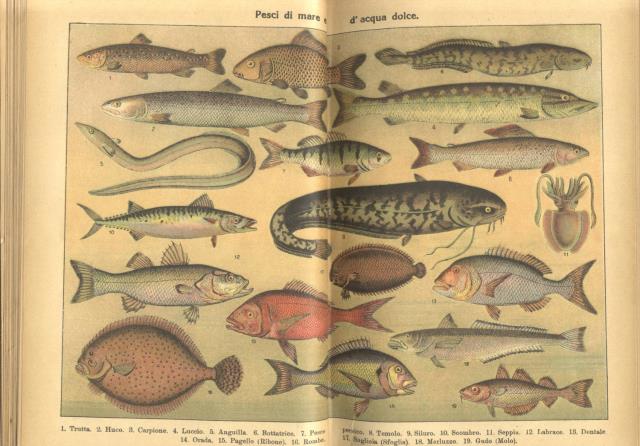 MANUALE DI CUCINA PER PRINCIPIANTI E CUOCHE GIּÀ PRATICHE. 8ª …