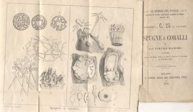 SPUGNE E CORALLI. Lettura tenuta nel Regio Museo di Storia …