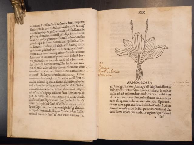 TRACTATUS DE VIRTUTIBUS HERBARUM. 1499, die XIIII Decembris.