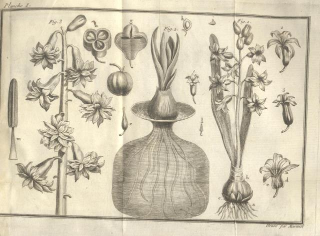 TRAITE' SUR LA CONNOISSANCE ET LA CULTURE DES JACINTES. Par …