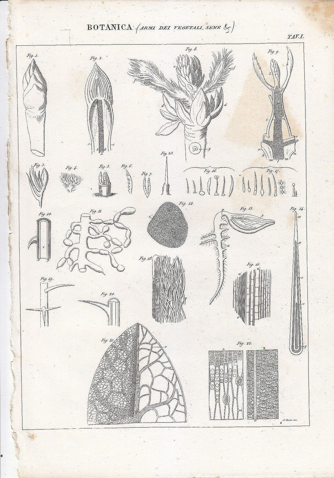 BOTANICA Armi Dei Vegetali Seme INCISIONE STAMPA 1866 Tavola Antica …