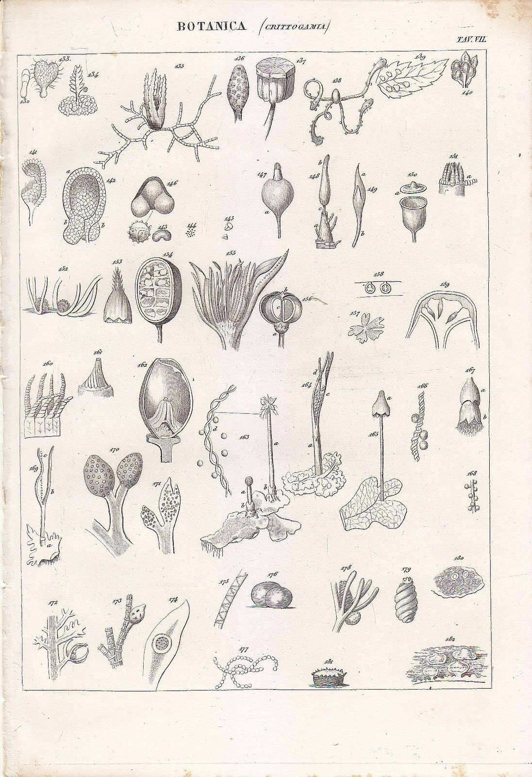 BOTANICA CRITTOGAMIA Incisione Stampa Vintage 1866 Tavola VII Antica Originale