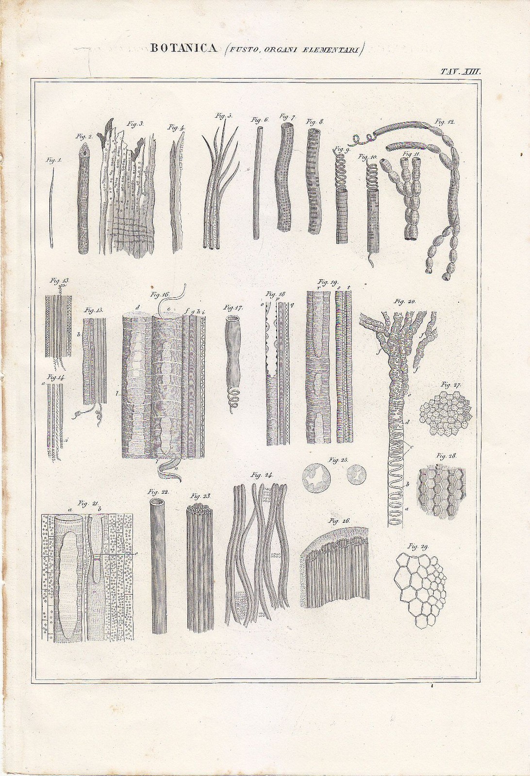 BOTANICA FUSTO ORGANI ELEMENTARI Incisione Stampa Vintage 1866 Tavola Antica
