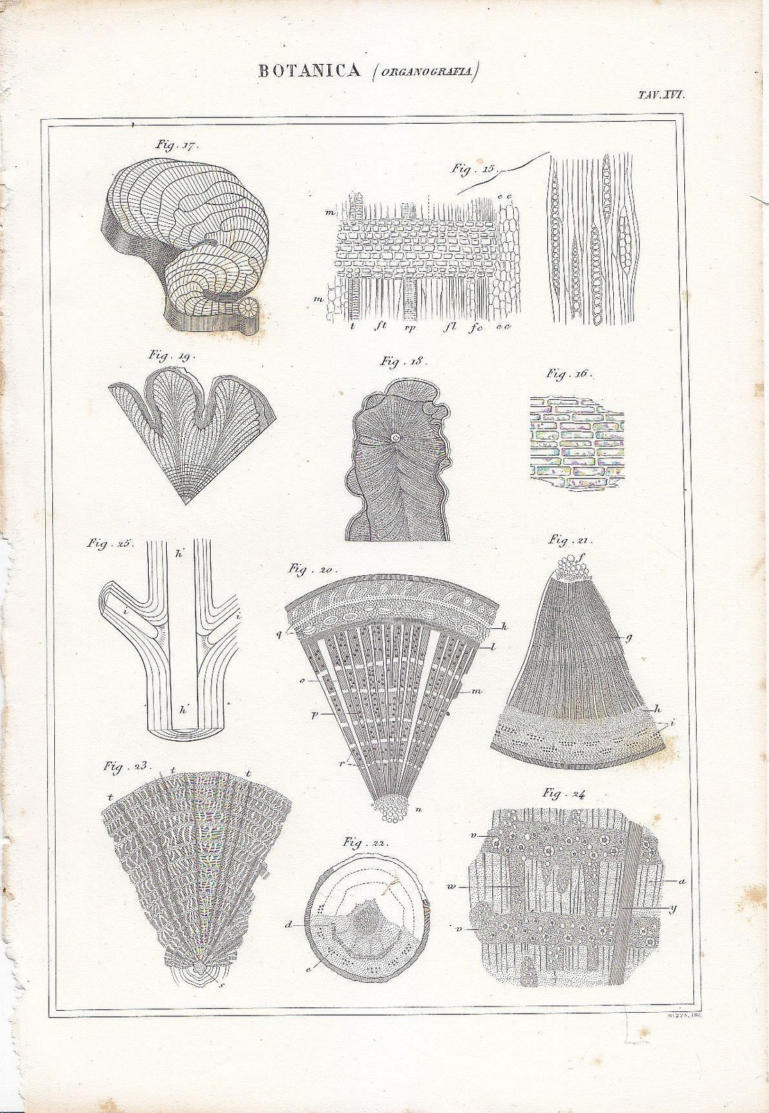 Botanica ORGANOGRAFIA Incisione Stampa 1866 Tavola In Rame Antica senza …