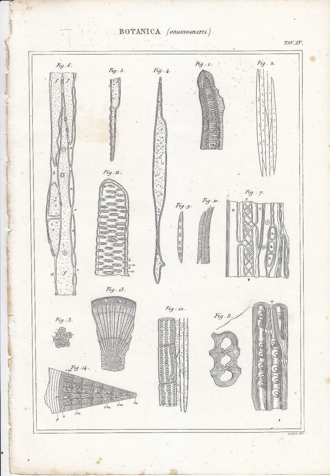 BOTANICA ORGANOGRAFIA Incisione Stampa Vintage 1866 Tavola Antica Originale