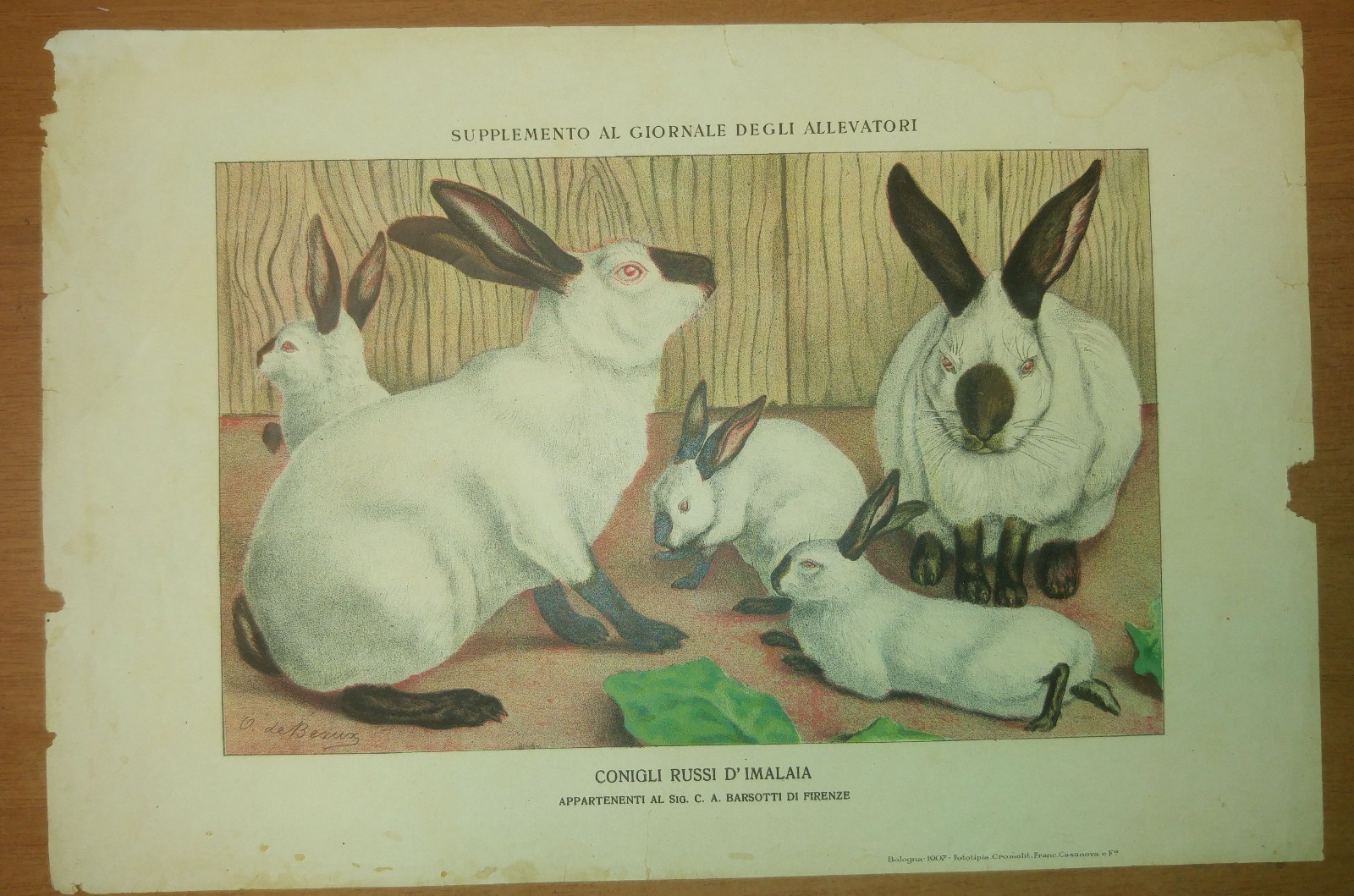 Conigli Russi D'Imalaia cromolitografia antica stampa a colori inizi '900