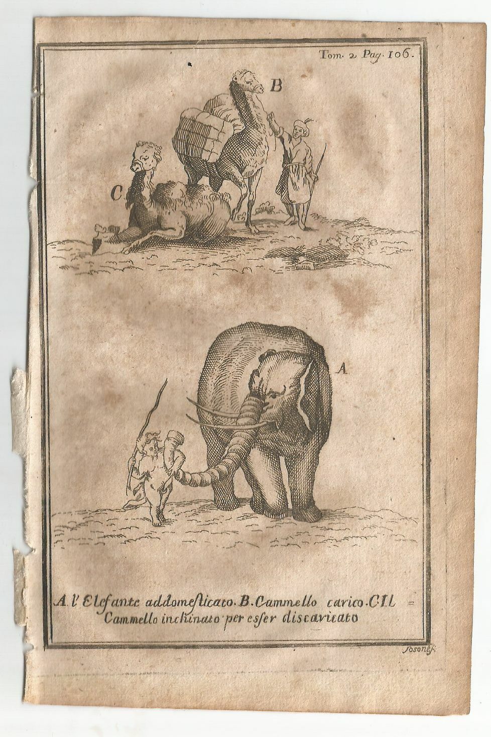 ELEFANTE CAMMELLO 1740 Incisione Stampa Tavola Antica Gravure Illustrazione