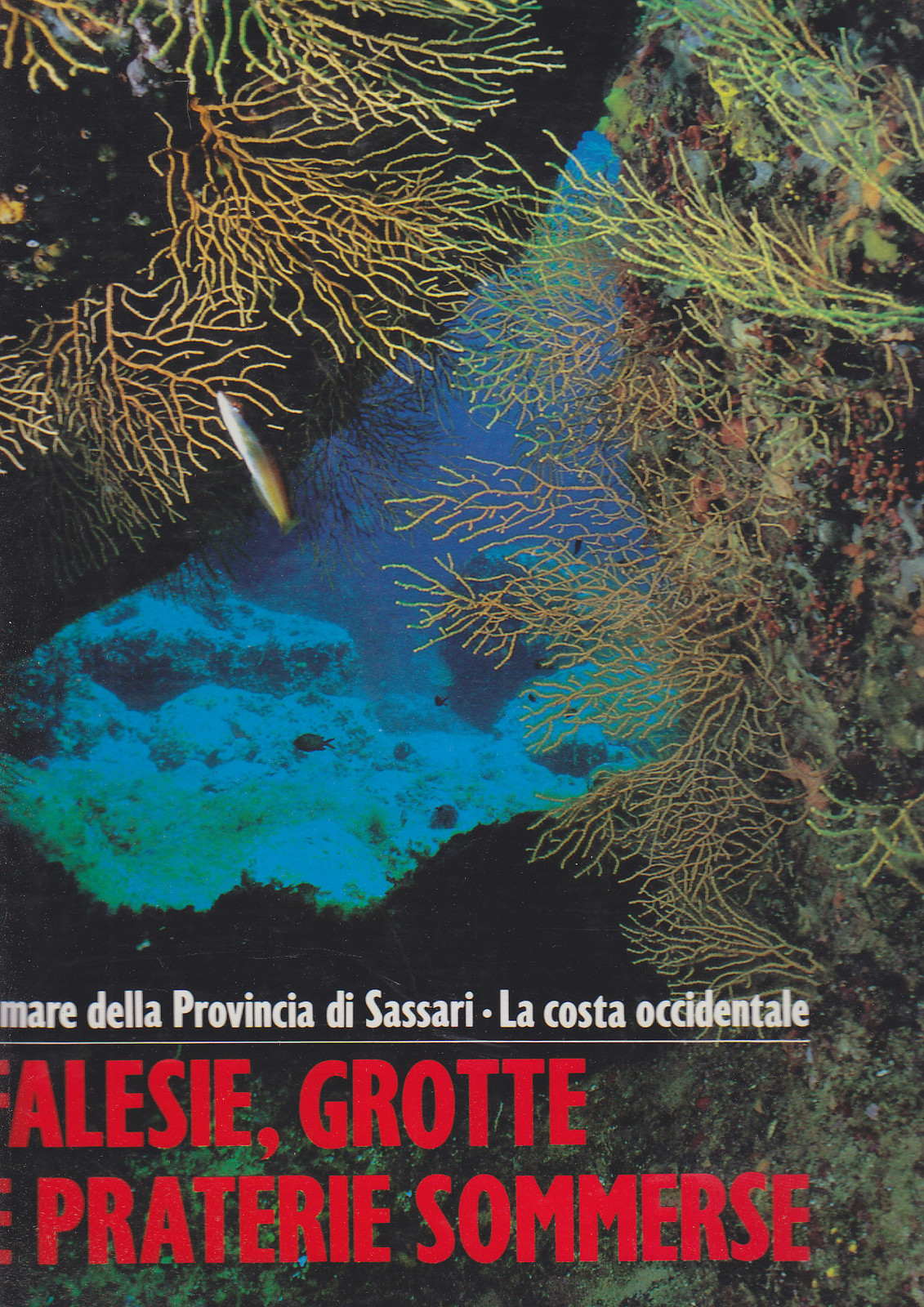FALESIE GROTTE E PRATERIE SOMMERSE il mare della provincia di …