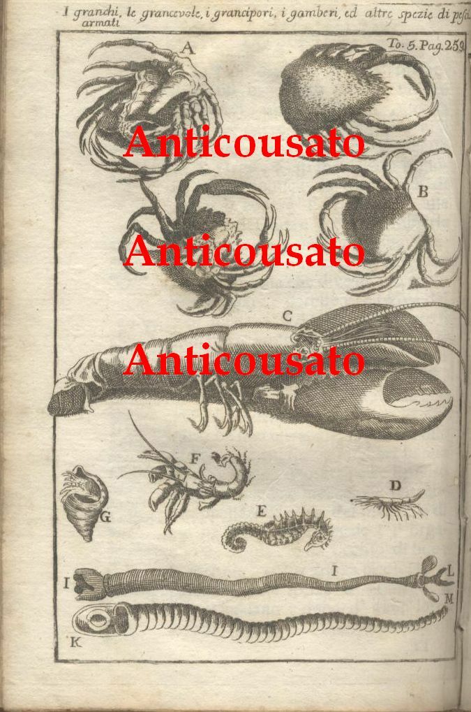 GRANCHI GAMBERI ARAGOSTE GRANCIPORI PESCI 1740 Incisione Stampa Antica Vintage