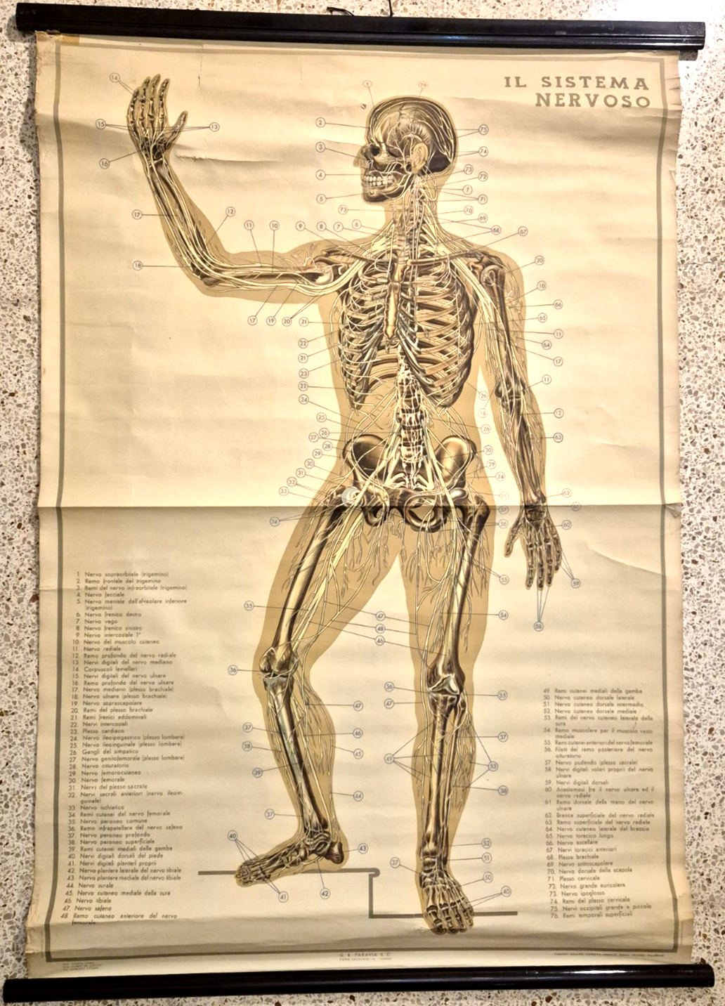 IL SISTEMA NERVOSO POSTER DIDATTICO Vintage 1951 Tavola Paravia Studio …