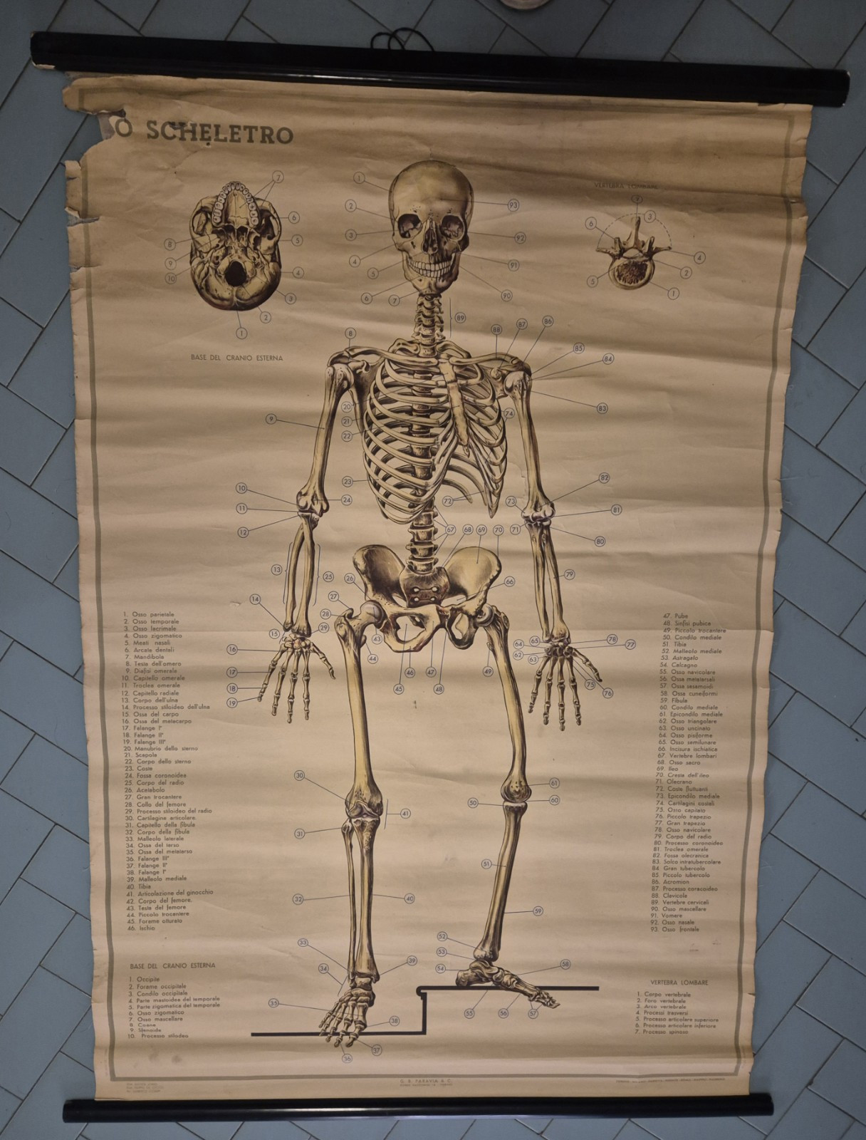 LO SCHELETRO UMANO POSTER DIDATTICO Vintage 1951 Tavola Paravia Studio …