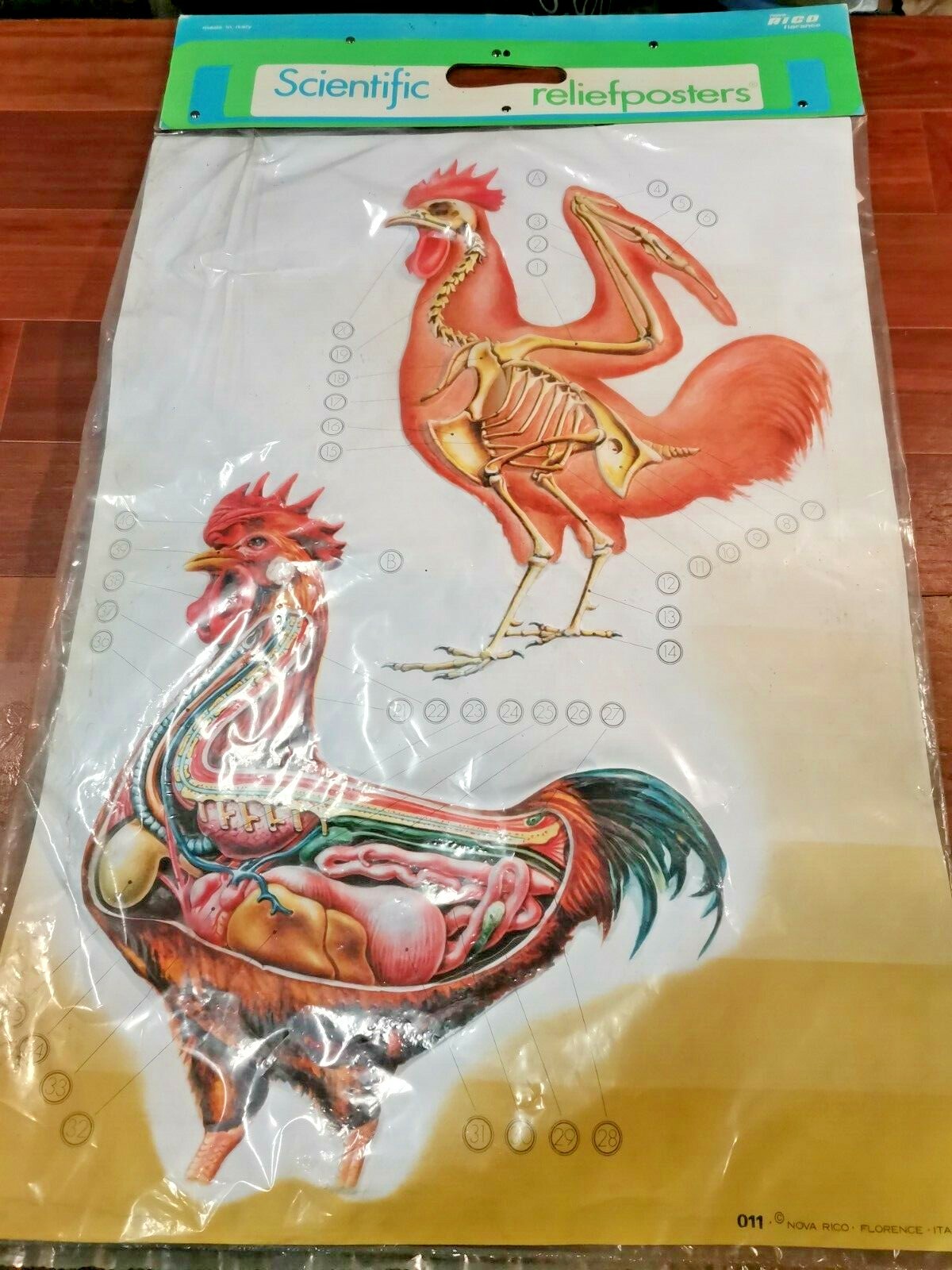 POSTER A RILIEVO Scientific ReliefPoster Vintage GALLINA scolastico Nova Rico