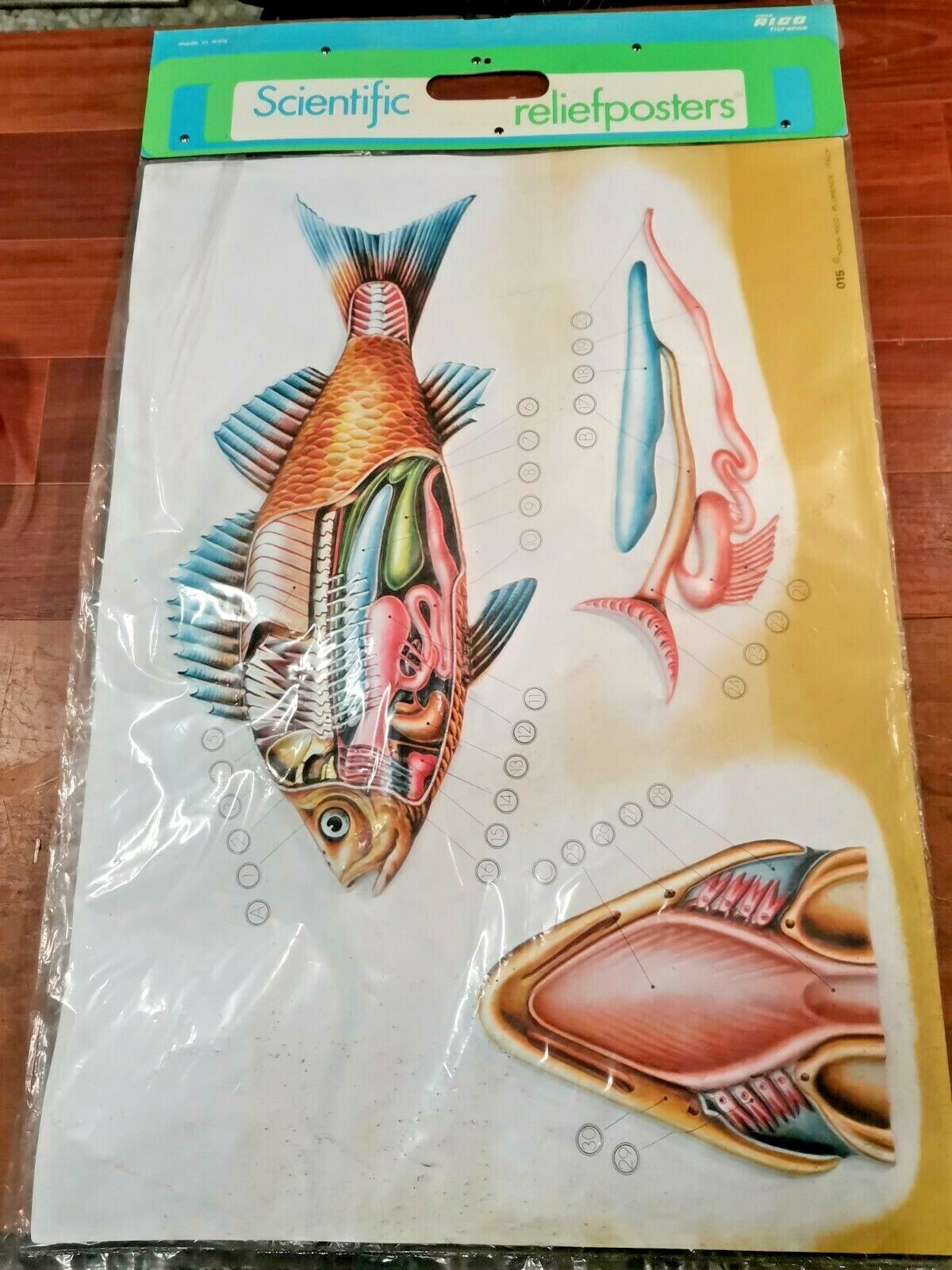 POSTER A RILIEVO Scientific ReliefPoster Vintage PESCI scolastico Nova Rico
