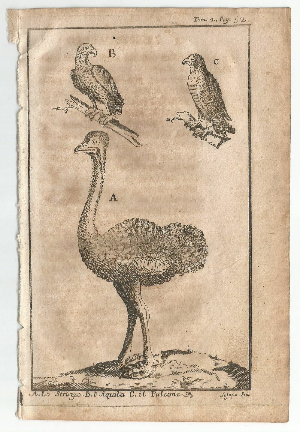 STRUZZO AQUILA FALCONE 1740 Incisione Stampa Tavola Antica Gravure Illustrazione