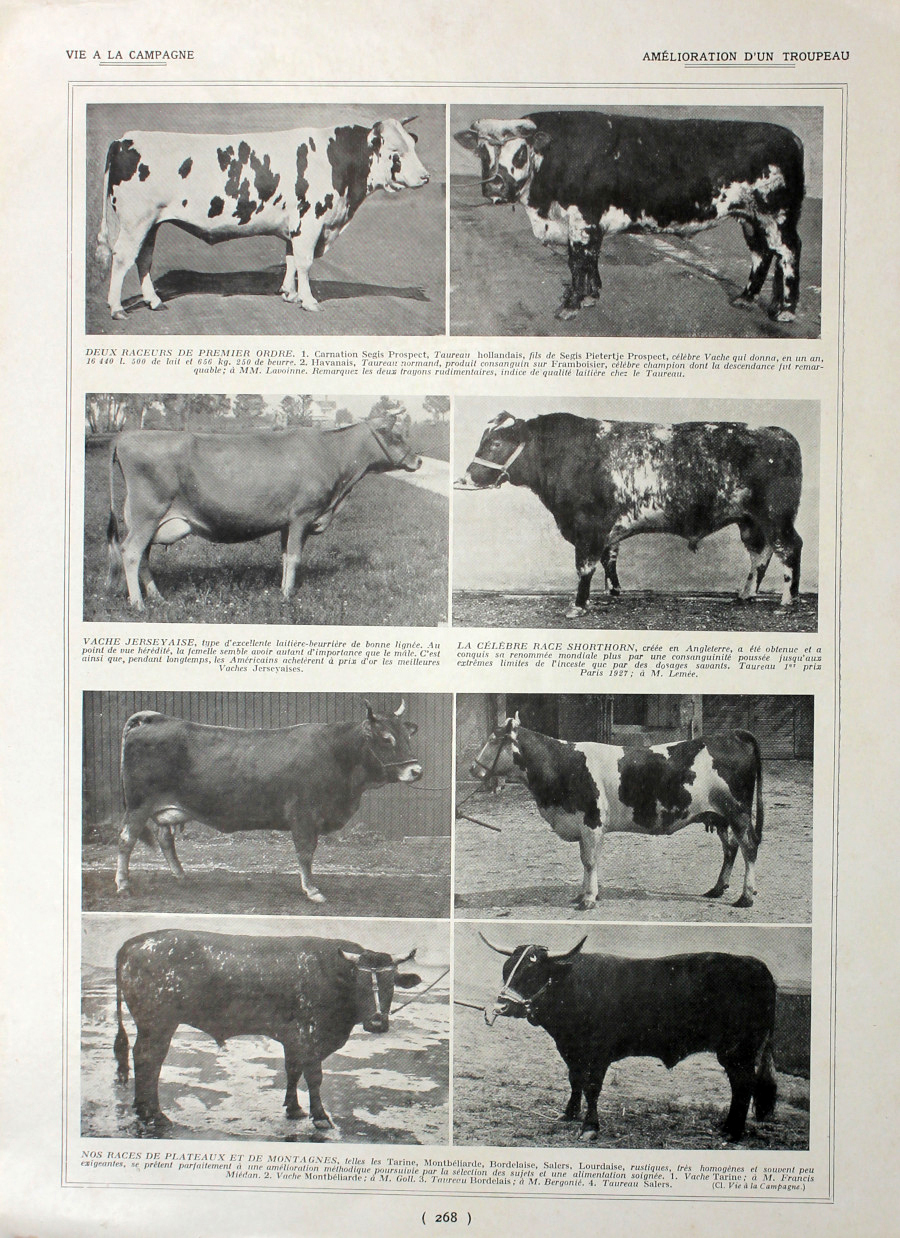 Amelioration d'un tropeau/Races de lapin. Fronte/retro. Immagine 1927