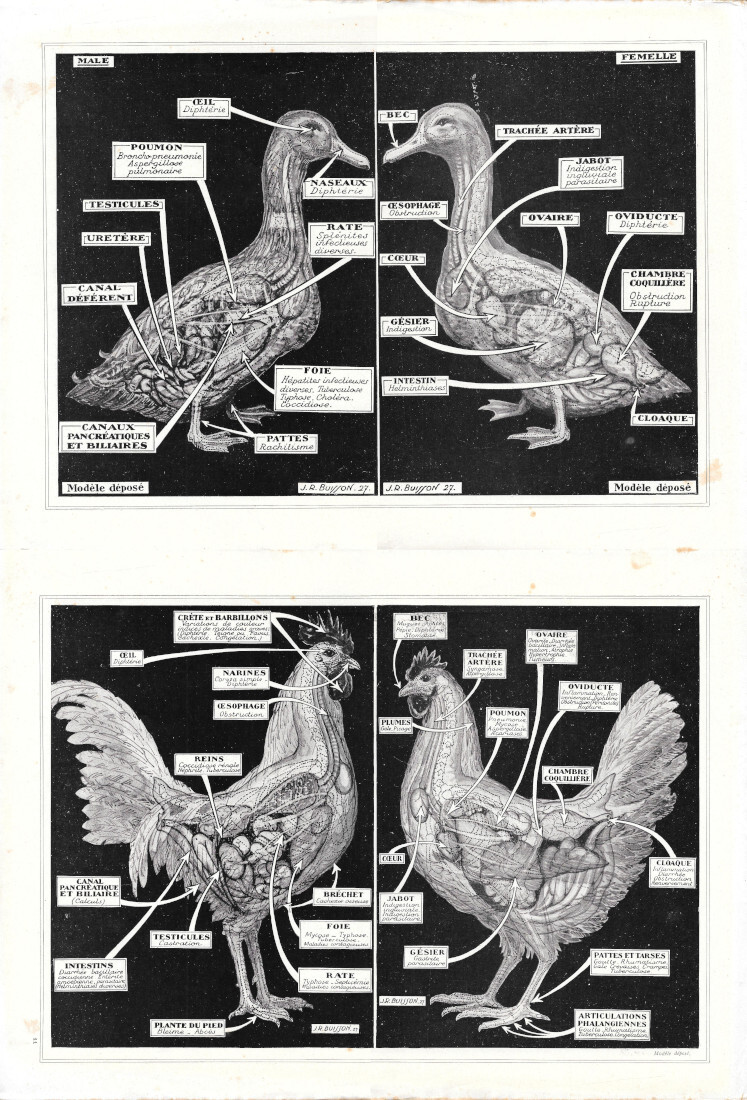 Anatomie du pigeon / Anatomie du lapin. Due pagine - …