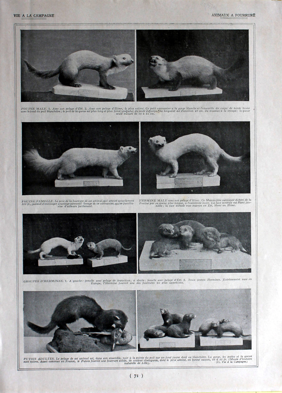 Animaux a fourrure. Immagine 1926