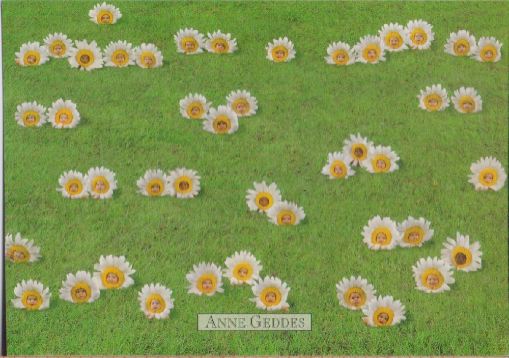 Anne Geddes. Daisies. Non viaggiata