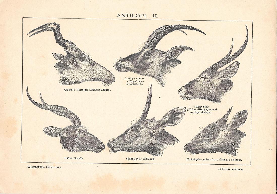 Antilopi II. Lexicon Vallardi 1900 ca.