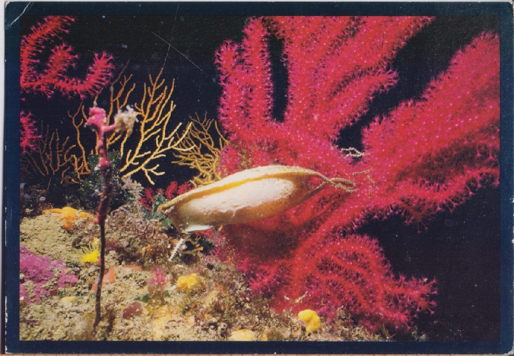 Australia's sea. Non viaggiata