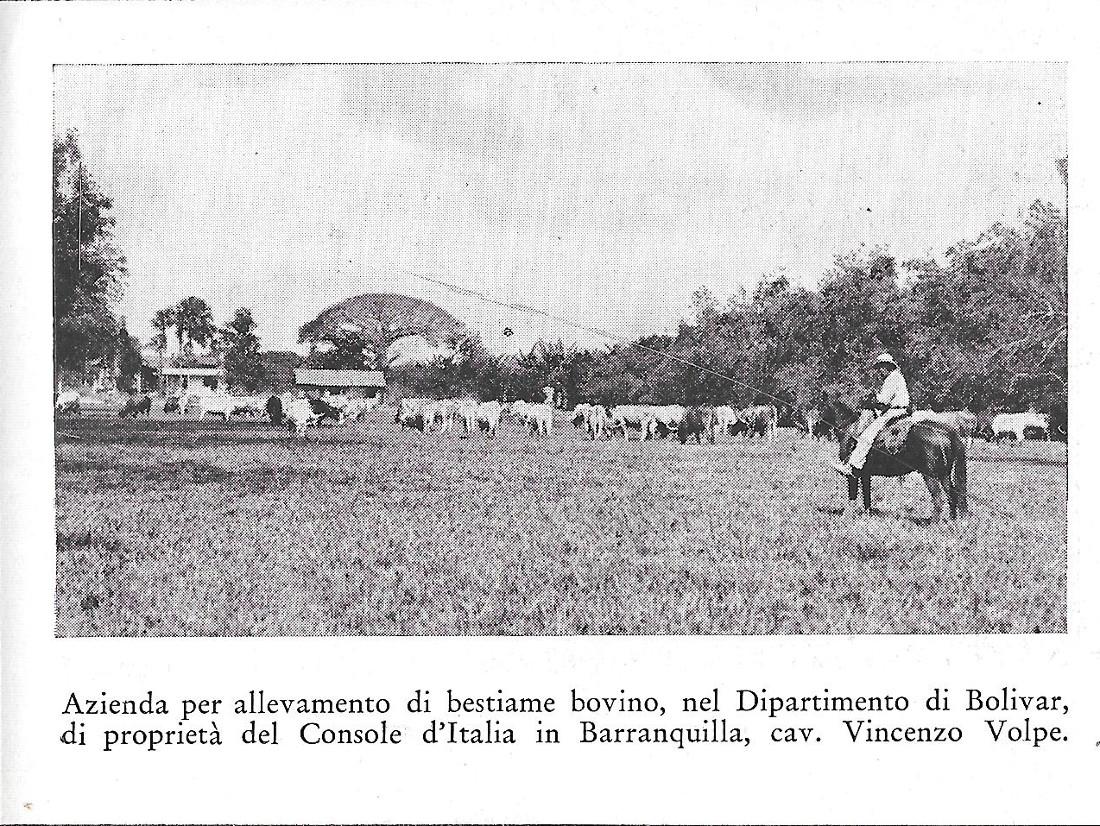 Azienda di bestiame bovino nel Dipartimento di Bolivar. Stampa 1934
