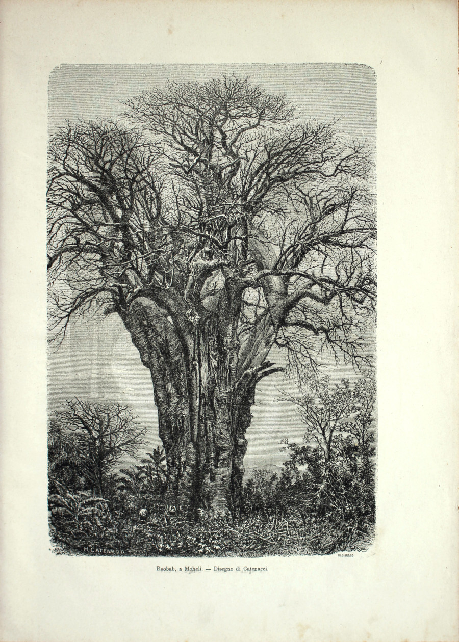 Baobab a Moheli (Comore). Stampa 1864