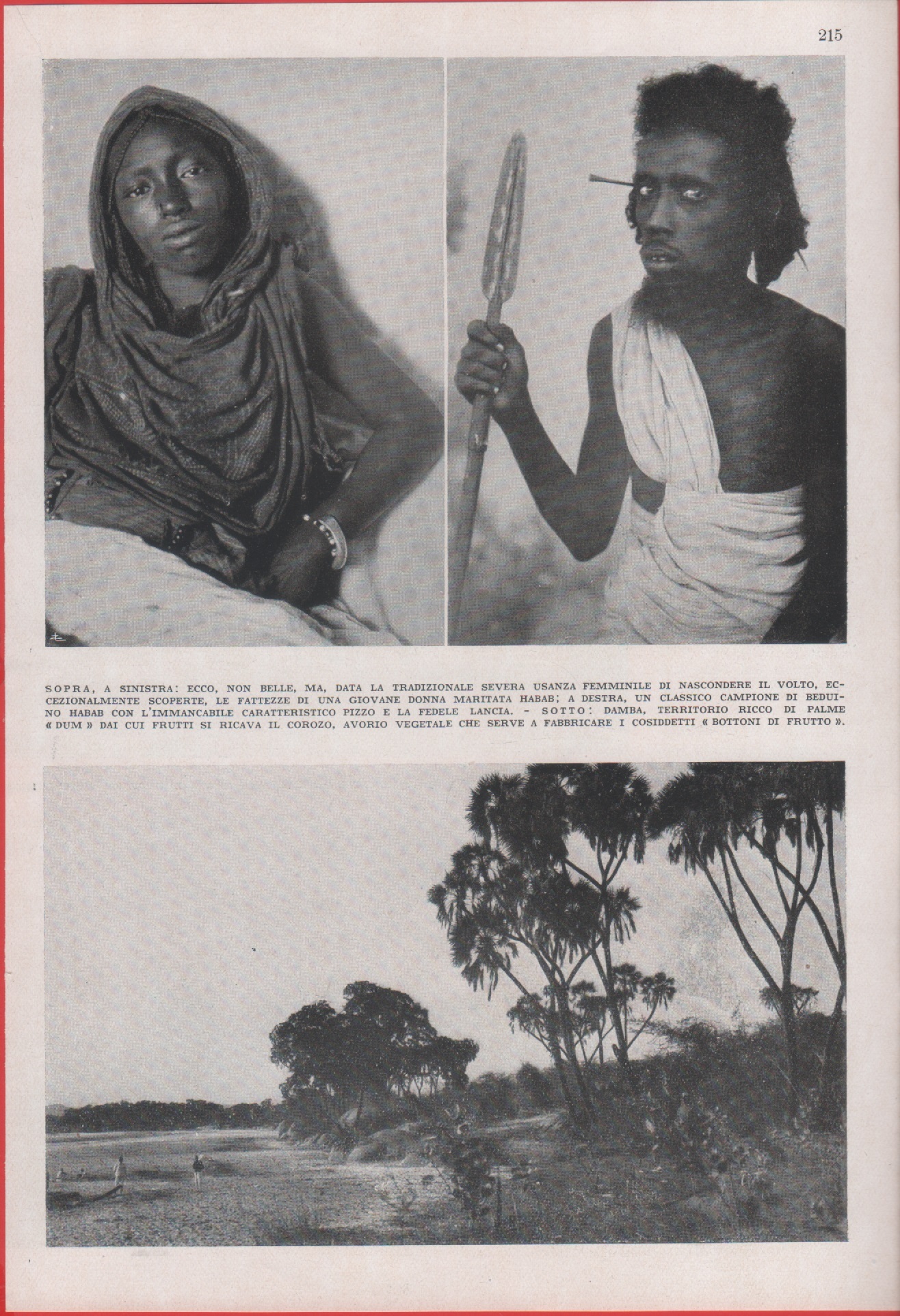 Beduini Habab (Sahel), Palme Dum. Immagine 1937