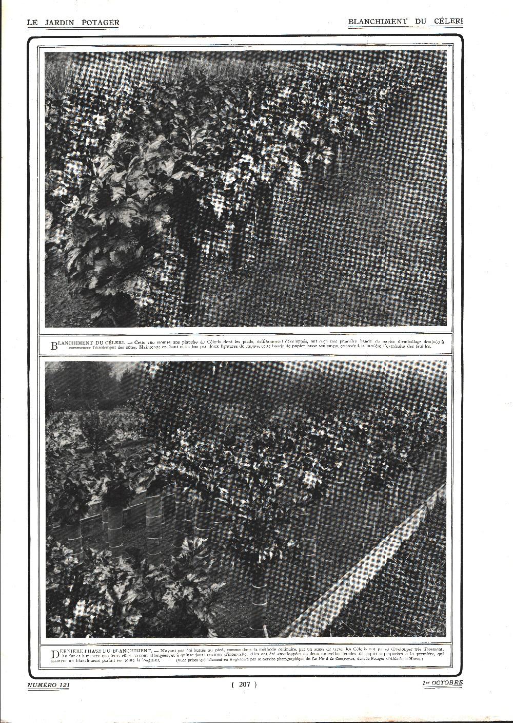 Blanchement du celeri. Stampa 1911