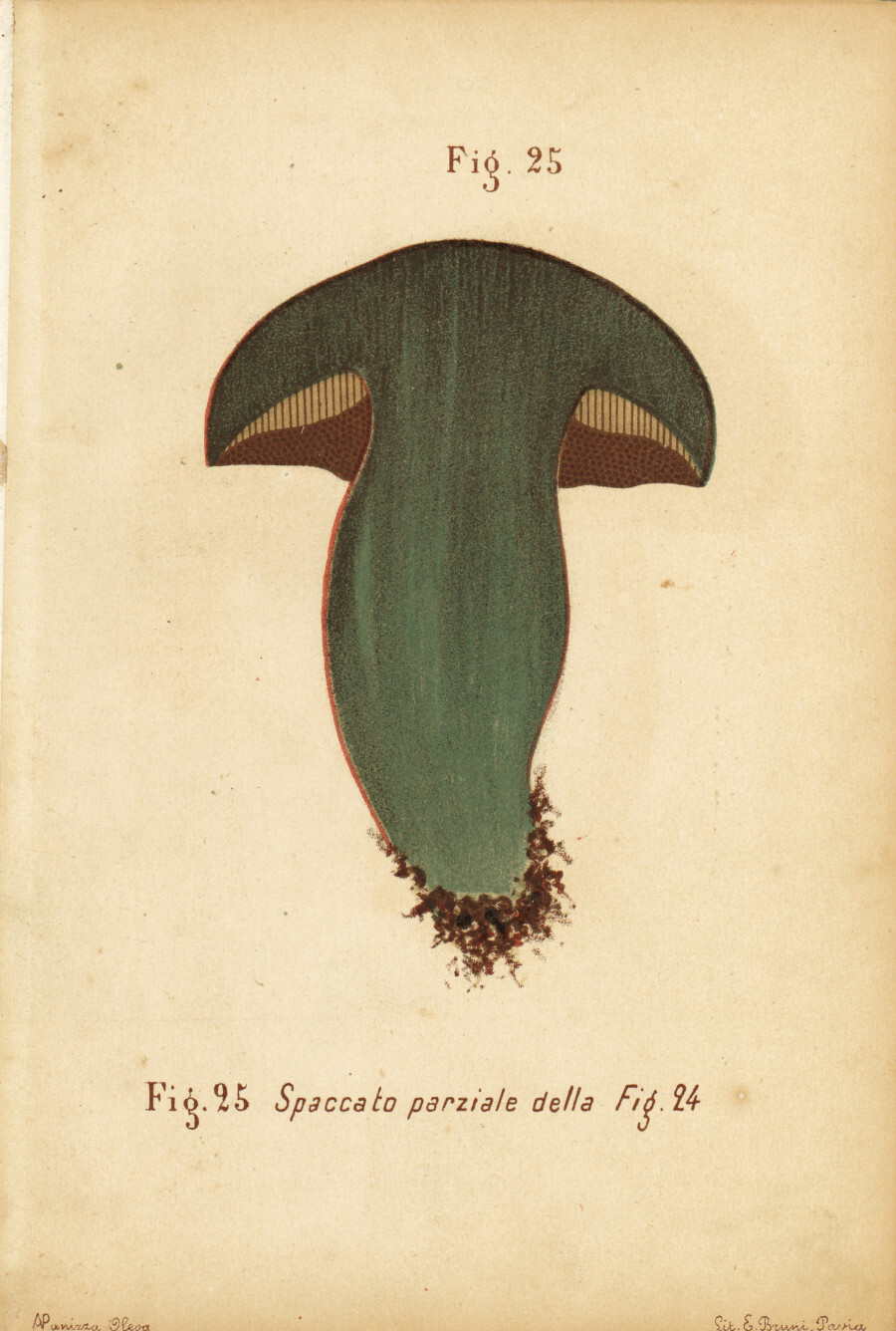 Boleto lurido, fong bleu. Spaccato. Stampa 1887