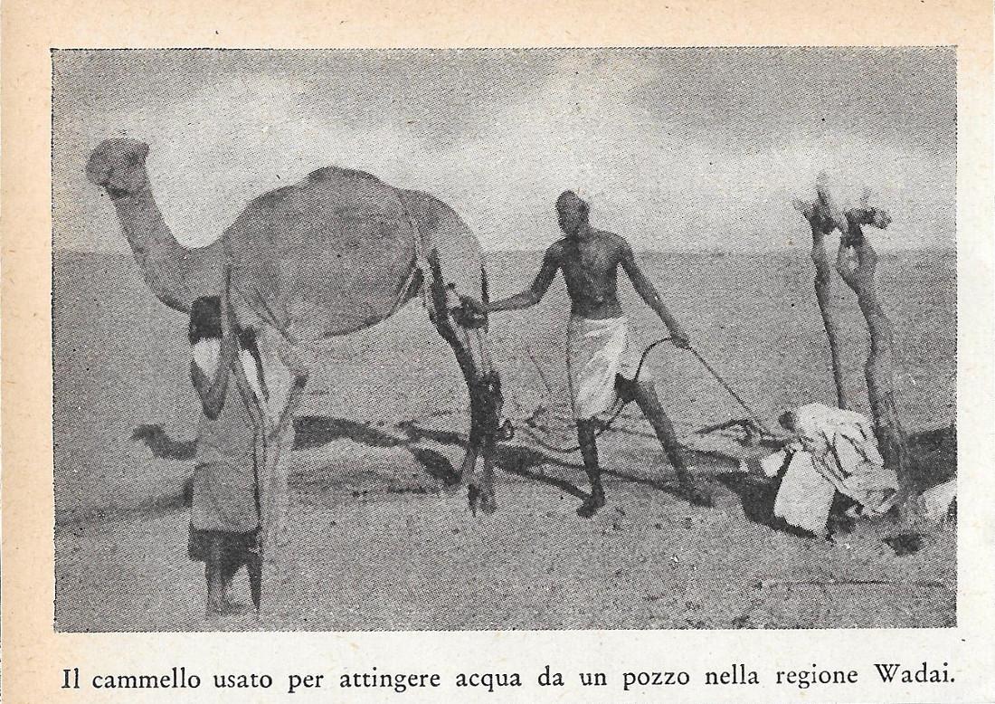 Cammello usato per attingere acqua da un pozzo nel Wadai. …