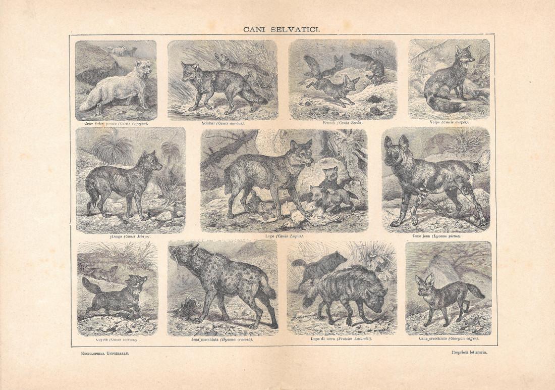 Cani selvatici. Lexicon Vallardi 1900 ca.