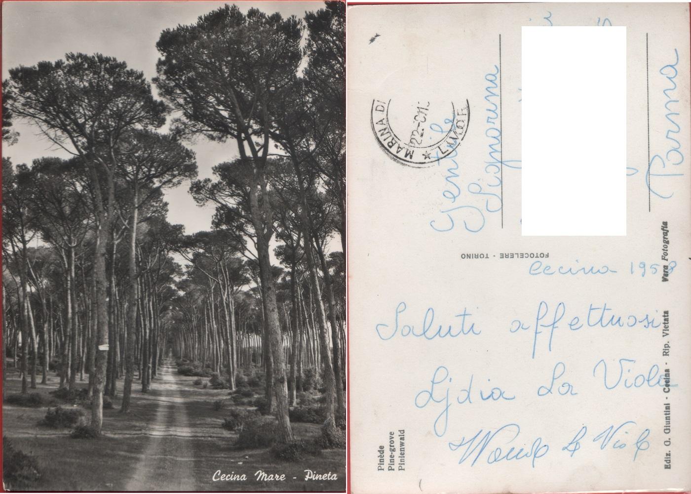 Cecina Mare. Pineta. Viaggiata 1958