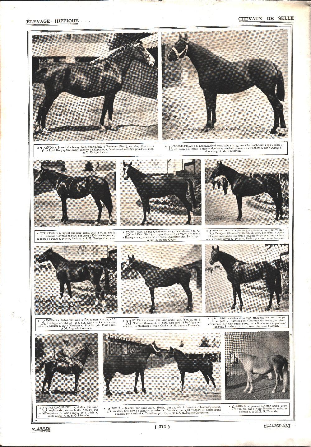 Chevaux de selle/Demi-sang du Centre. Stampa 1912